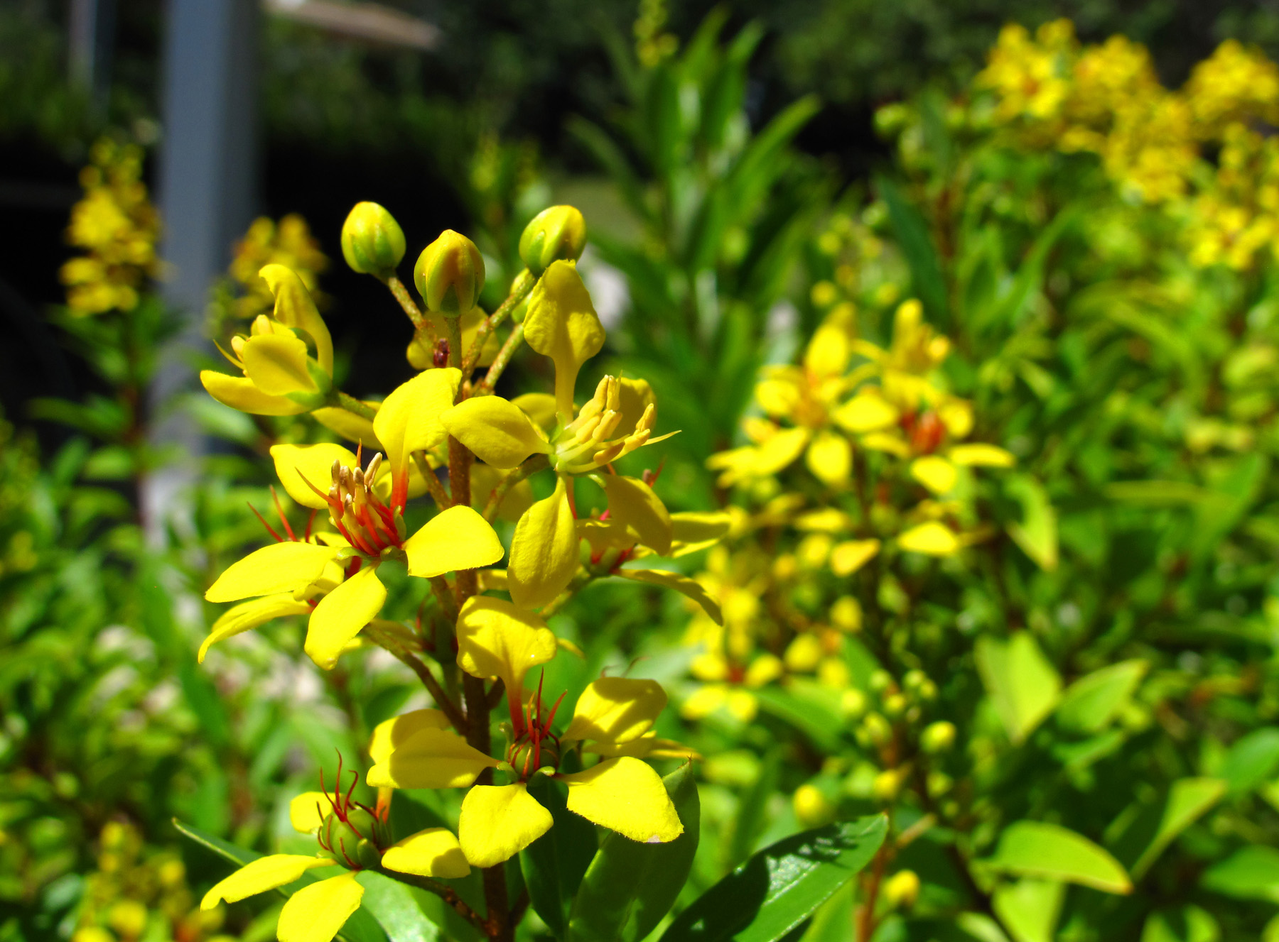 bahamas, abaco, green turtle cay, tropical flowers
