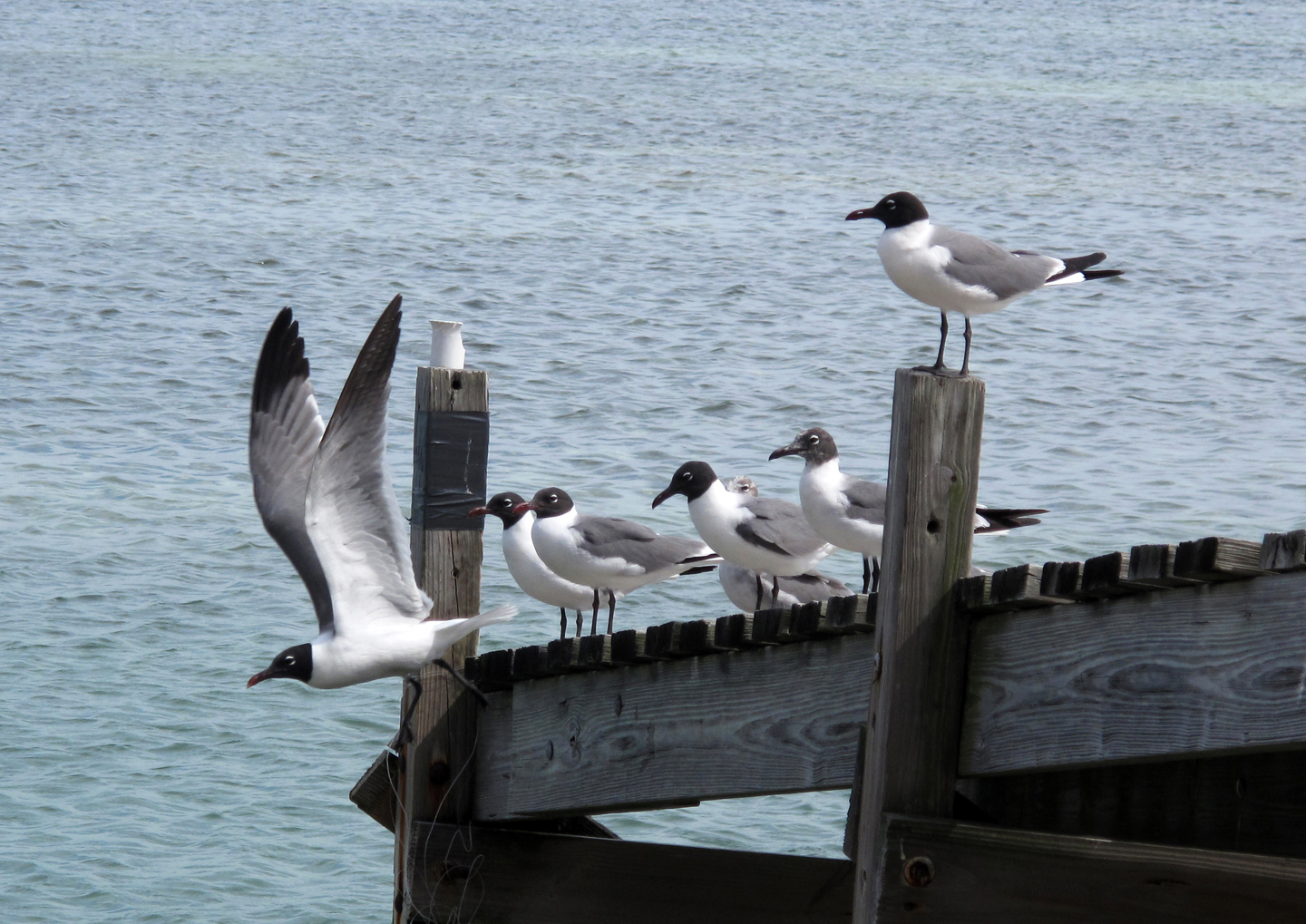 bahamas, abaco, green turtle cay, seagull, bird