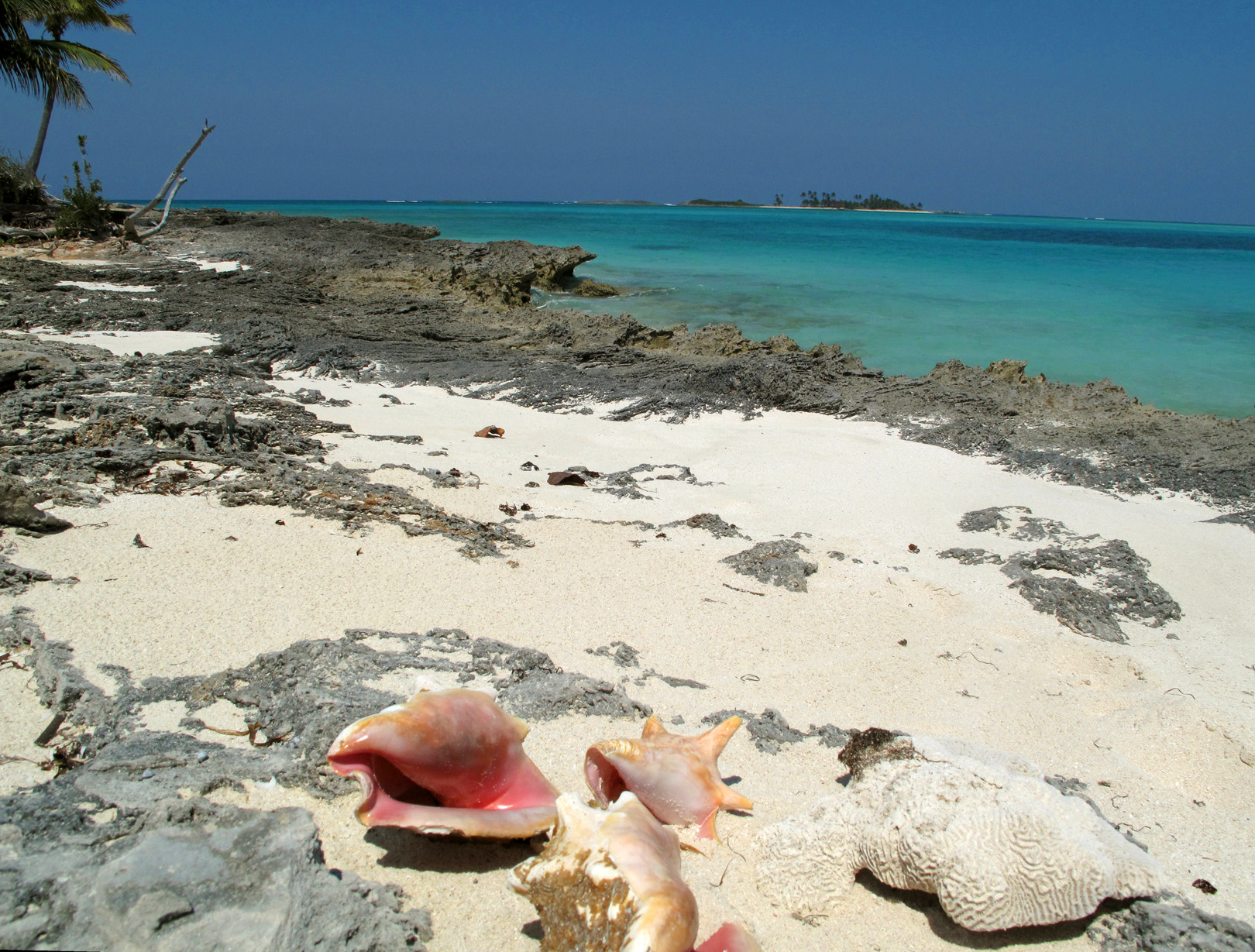 Conch Shells at Gillam Bay, Green Turtle Cay