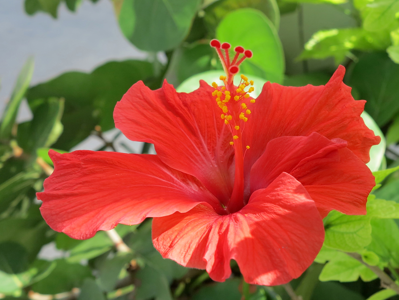 Red hibiscus at Green Turtle Cay, Abaco, Bahamas. 
