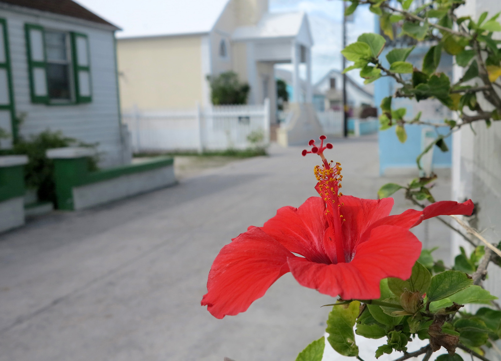 Hibiscus on Parliament Street - Green Turtle Cay, Abaco, Bahamas.