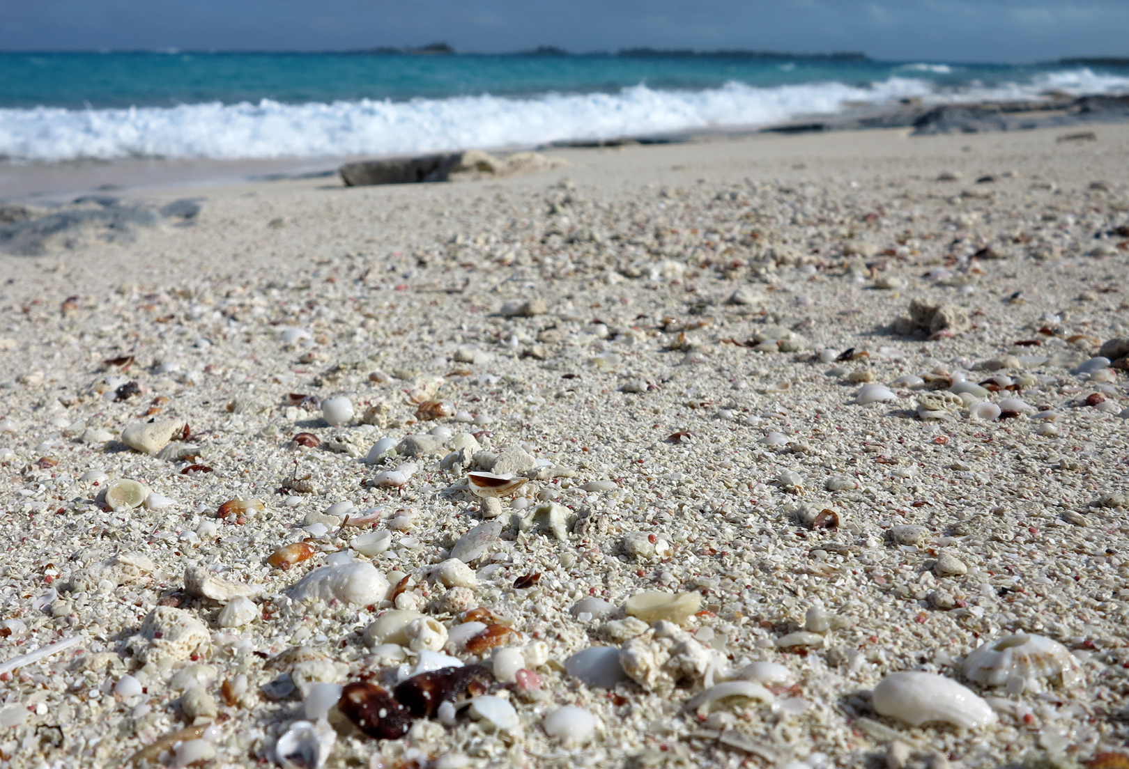 Seashells at the ocean beach - Green Turtle Cay, Abaco, Bahamas