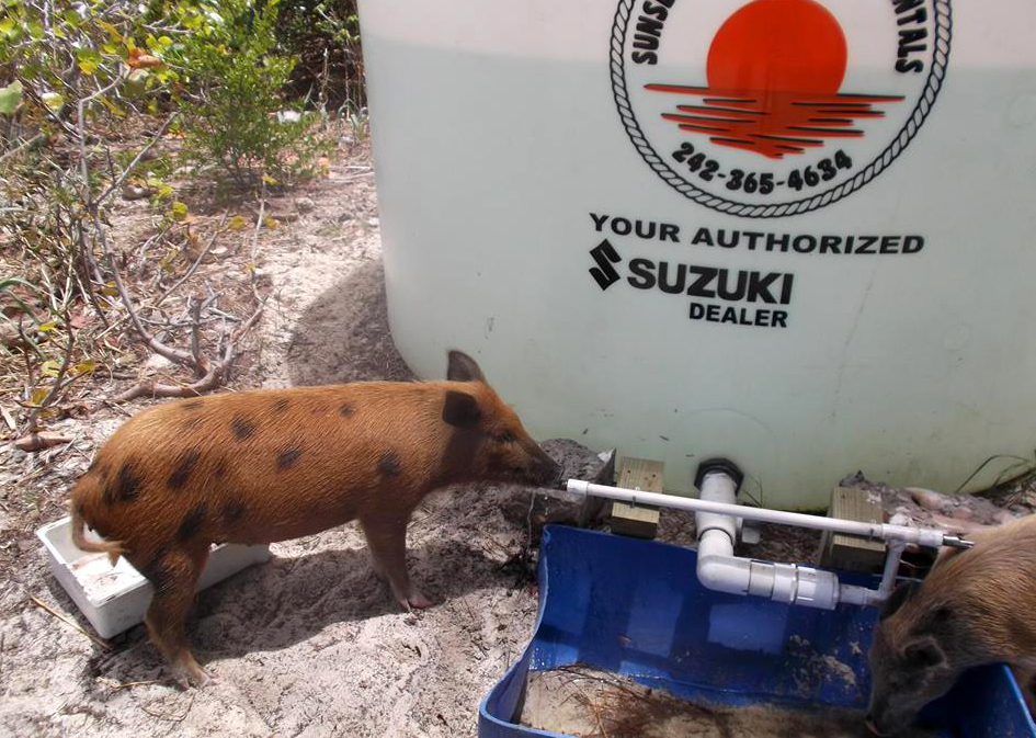 A New Fresh Water Source for No Name Cay Pigs 