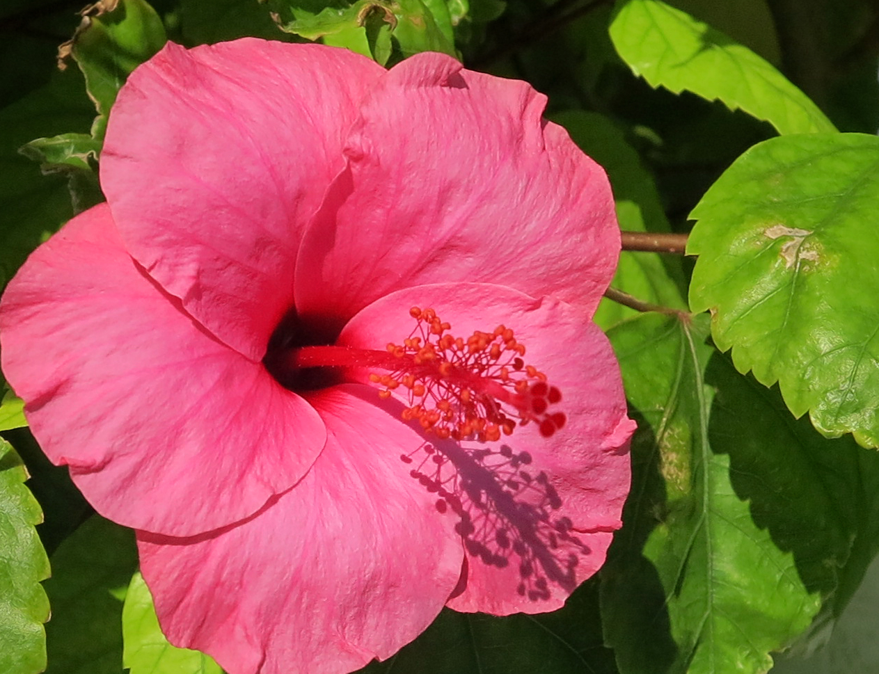 Pink hibiscus - Green Turtle Cay