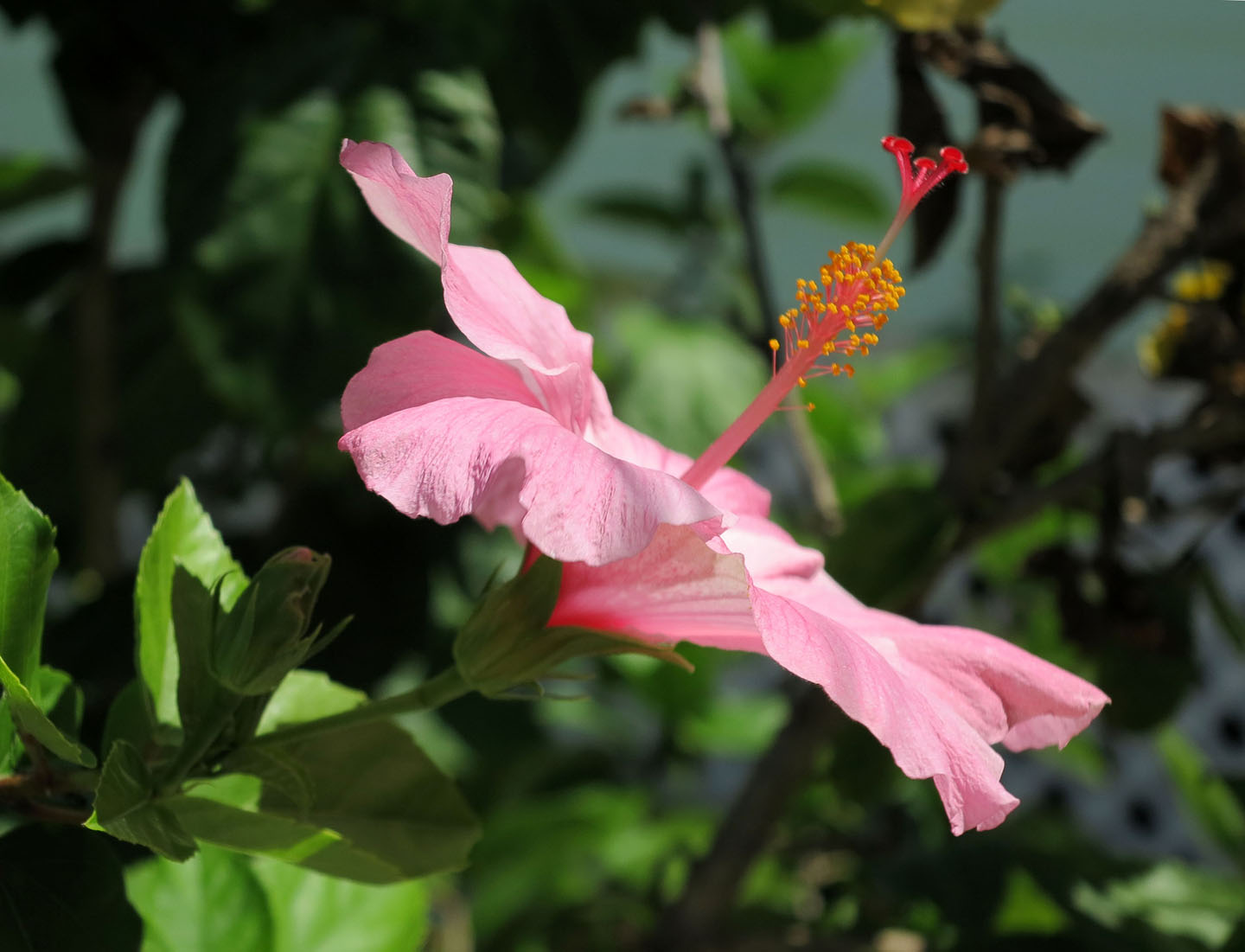 Pink hibiscus at Green Turtle Cay, Bahamas
