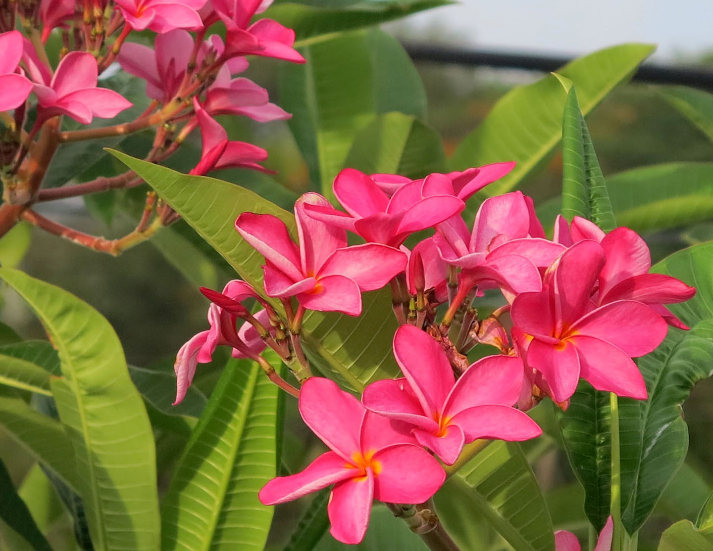 Pink Frangipani Flowers - Green Turtle Cay