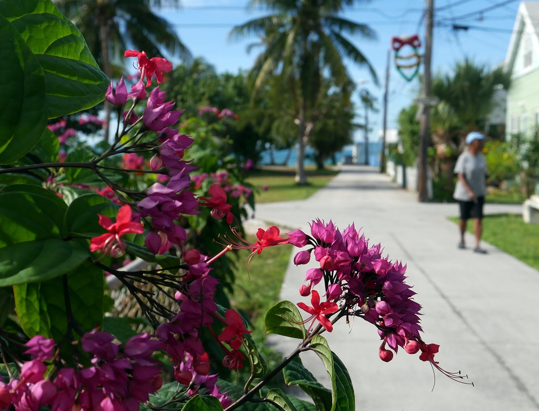 Street scene, Green Turtle Cay, Bahamas 