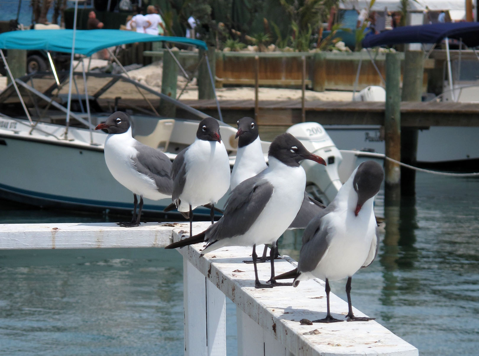 Seagulls on a dock in Settlement Creek - Green Turtle Cay, Bahamas. 