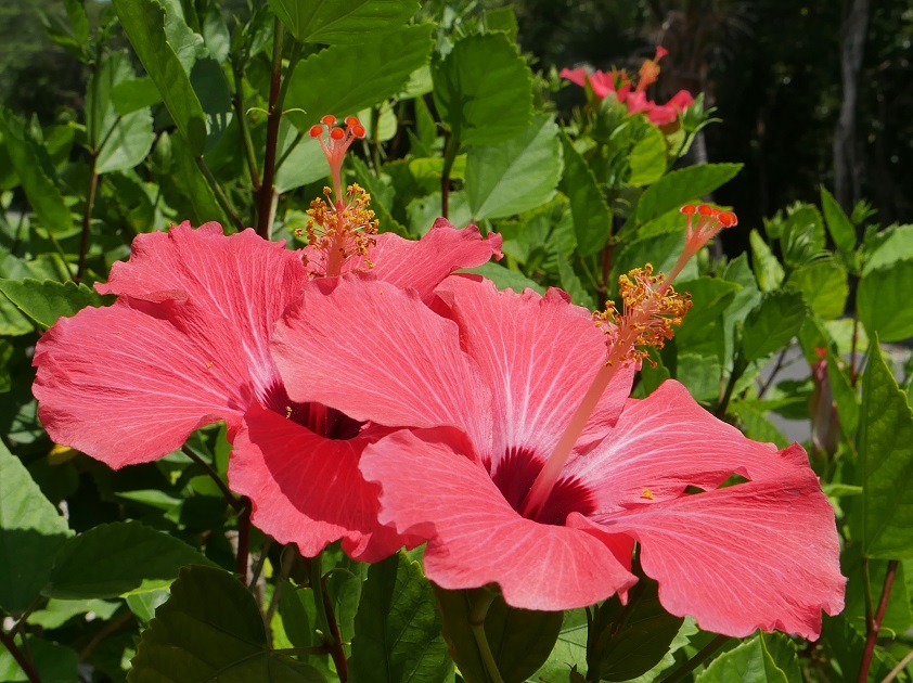 Hibiscus Blooms - Green Turtle Cay, Abaco, Bahamas