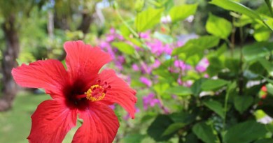 Red Hibiscus, Green Turtle Cay