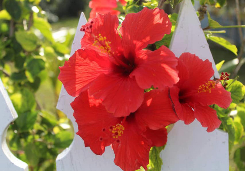 Red Hibiscus, Green Turtle Cay, Abaco Bahamas