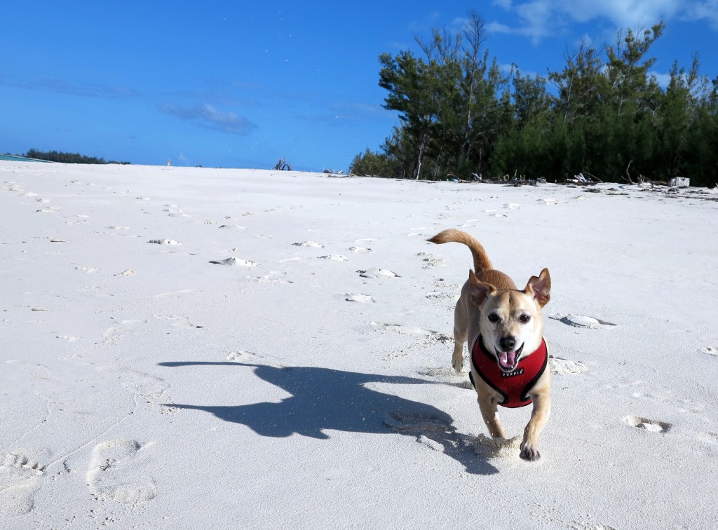 Bringing a pet to the Bahamas? Here's what you need to know. 